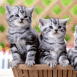 Deux chatons gris attentifs