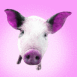 Cochon sur fond rose