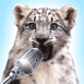 Lopard des neiges chantant