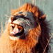 Lion de face