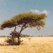 Arbre dans la savane (Kalahari)
