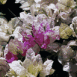 Fleurs blanches et violettes (Maroc)