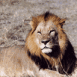 Lion couch (Botswana)