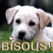 Chiot Labrador "Bisous!"