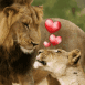 Un amour de lions